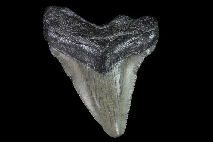 Juvenile Megalodon Tooth - Georgia #75374